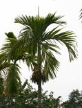 areca nut palm ، betel palm ، Indian nut ، Pinang